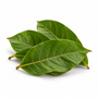 Banaba Leaf Extract